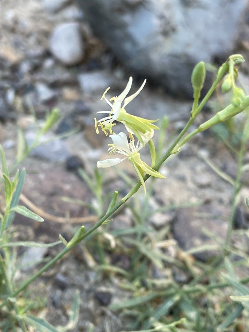 Rio Grande Beeblossom photo 4