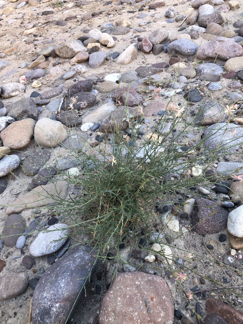 Rio Grande Beeblossom photo 5