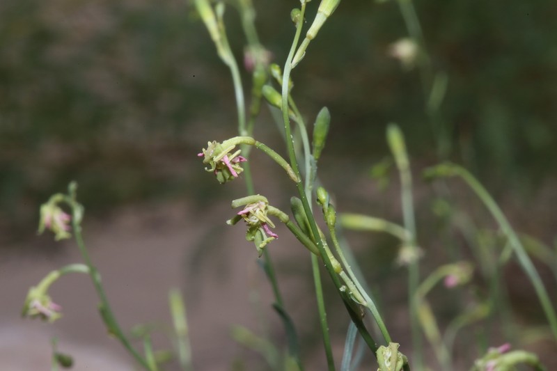 Rio Grande Beeblossom photo 6