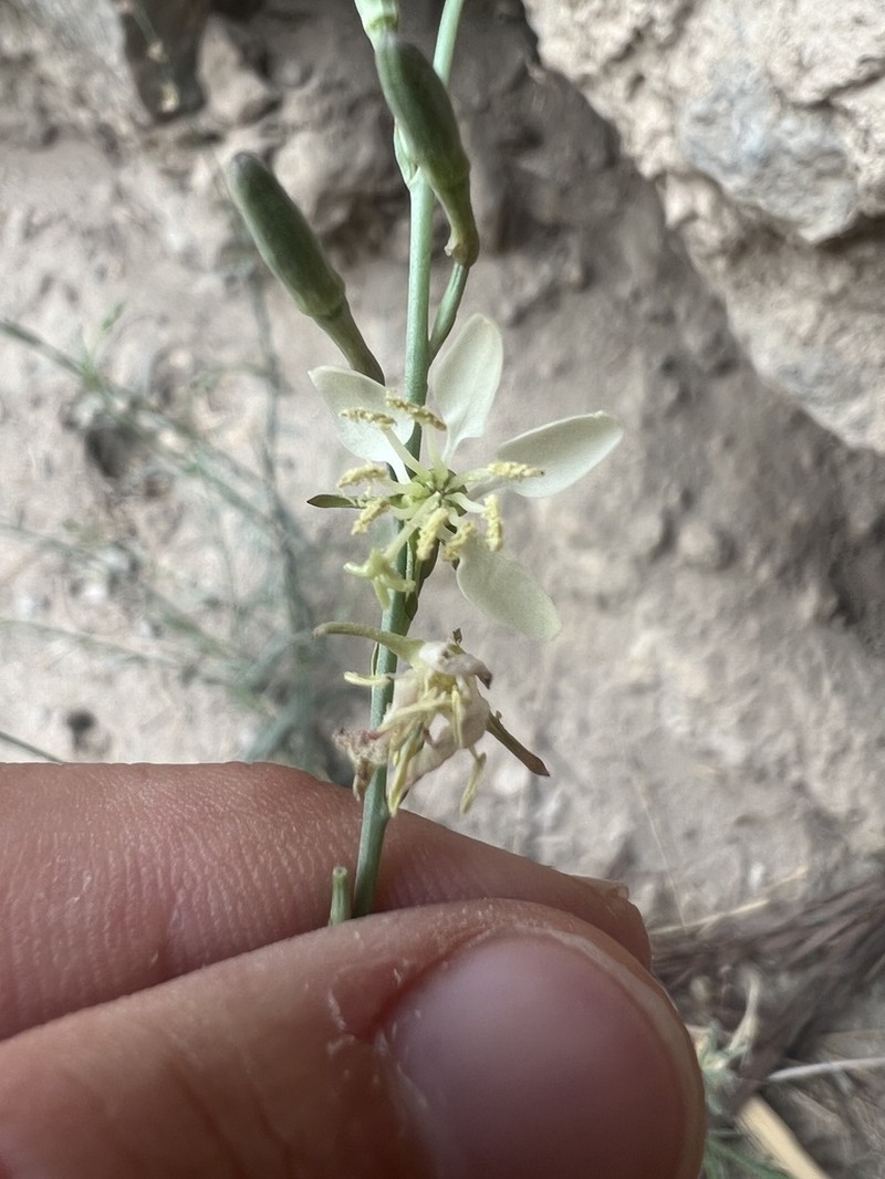 Rio Grande Beeblossom photo 7