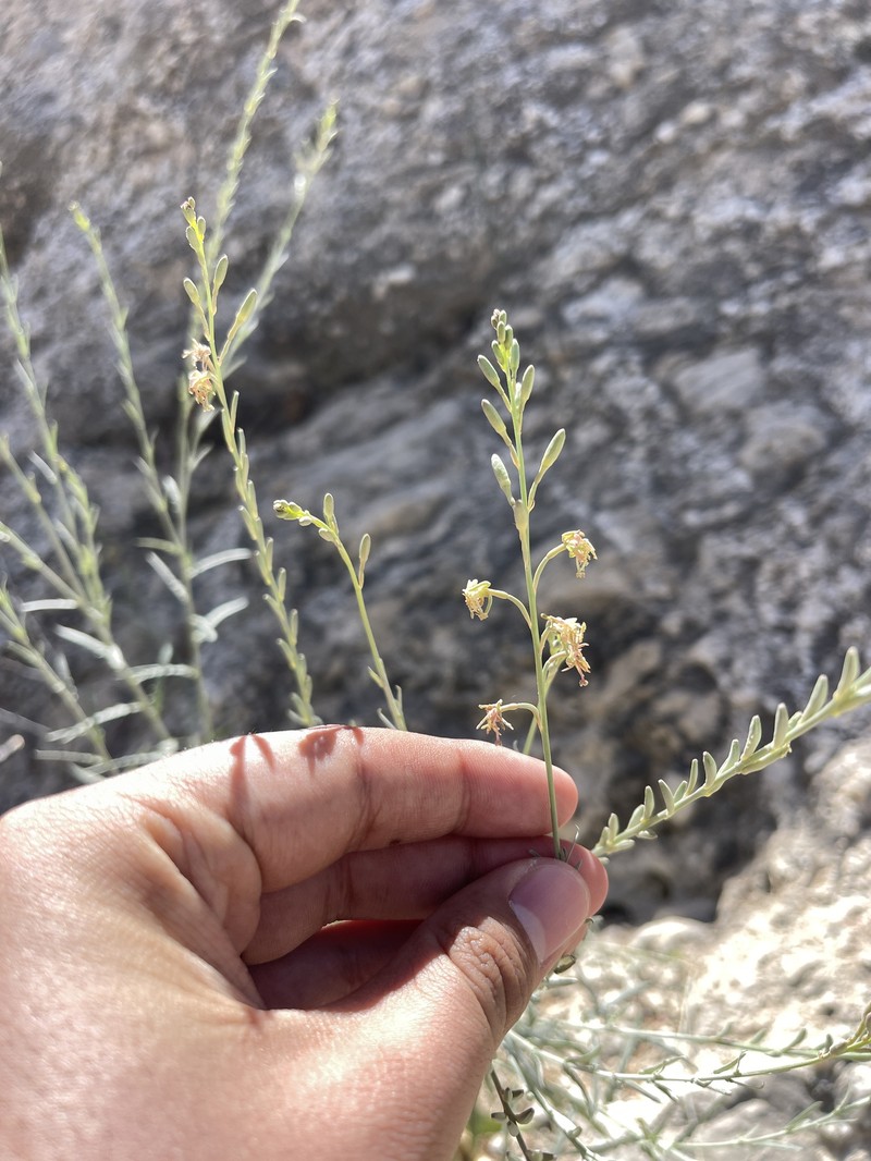Rio Grande Beeblossom photo 8