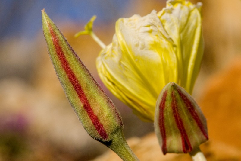 Shortfruit Evening Primrose photo 2
