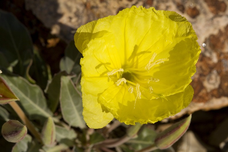 Shortfruit Evening Primrose photo 3