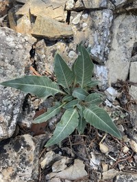 Shortfruit Evening Primrose