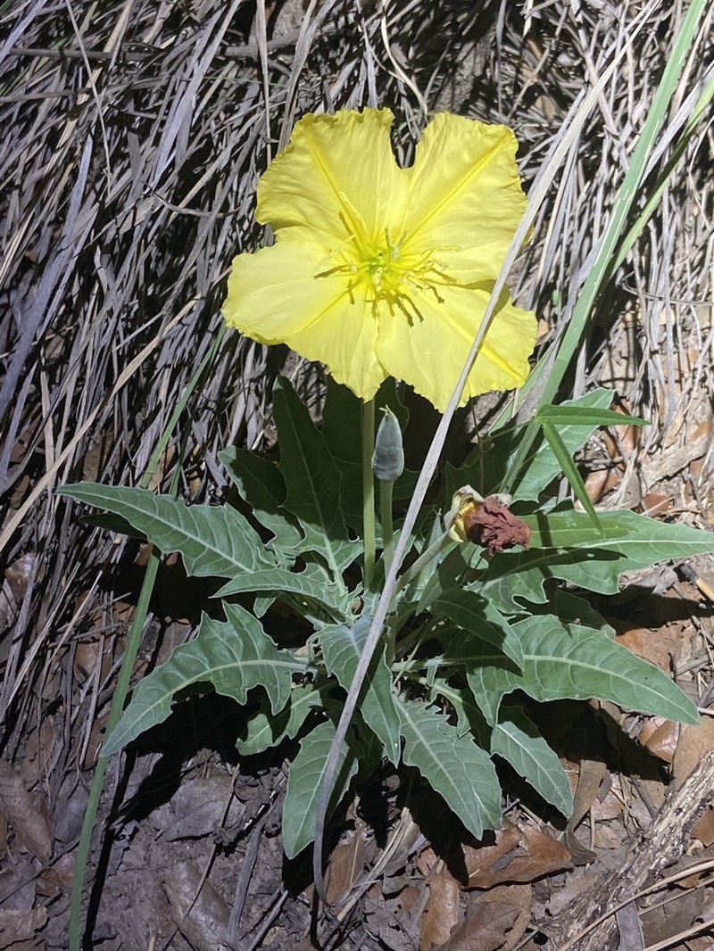 Shortfruit Evening Primrose photo 2