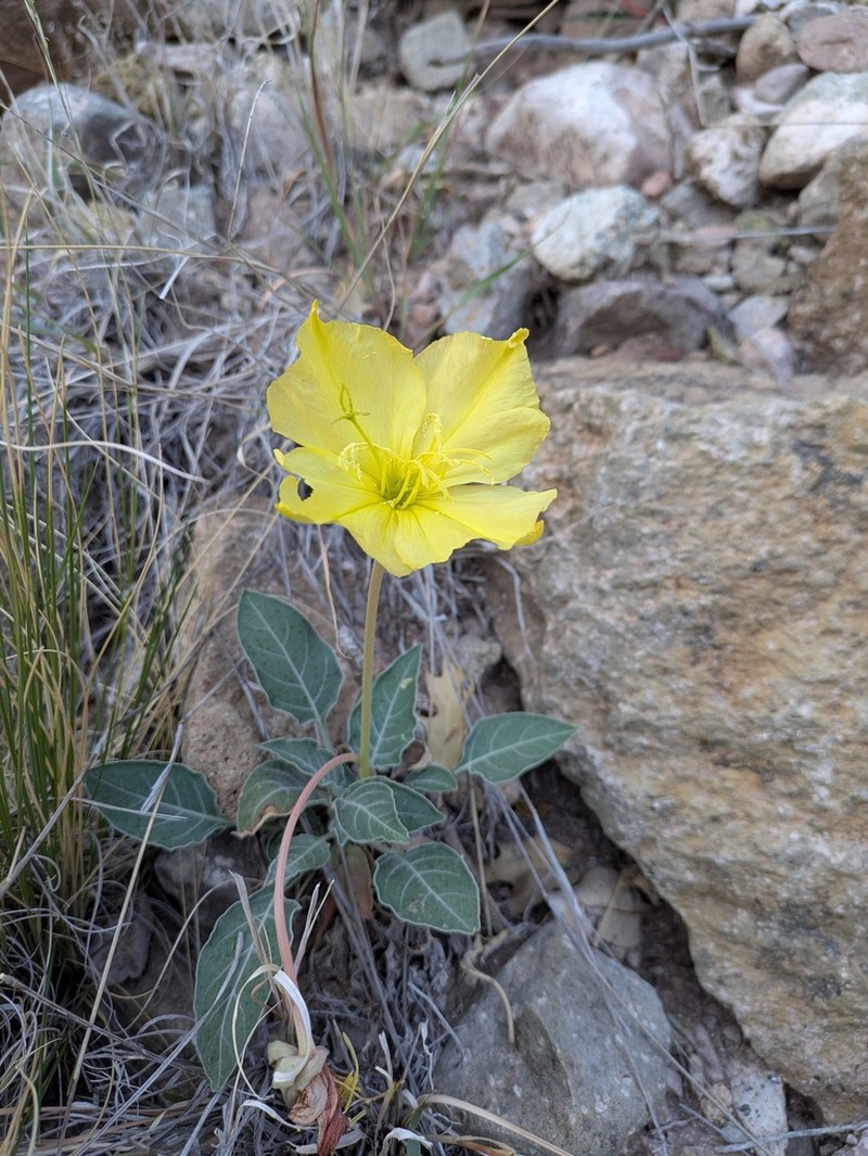 Shortfruit Evening Primrose photo 3