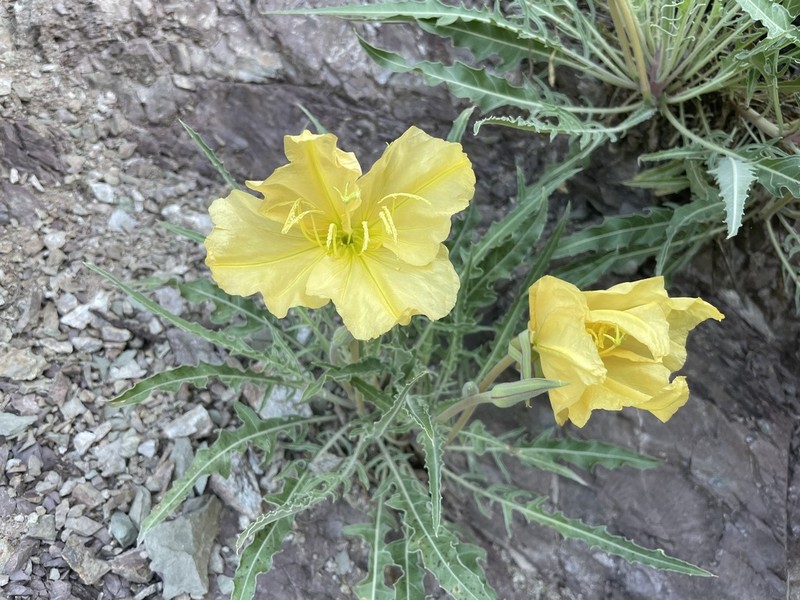 Shortfruit Evening Primrose photo 4