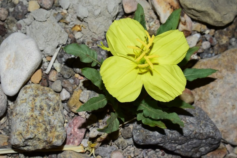 Shortfruit Evening Primrose photo 5