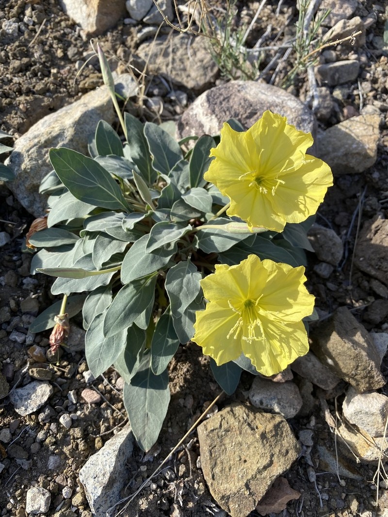 Shortfruit Evening Primrose photo 6