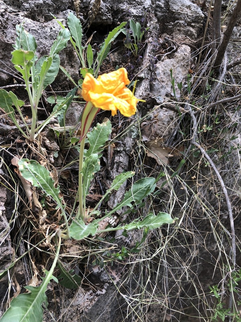 Shortfruit Evening Primrose photo 7