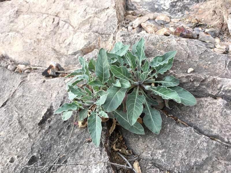 Shortfruit Evening Primrose photo 8