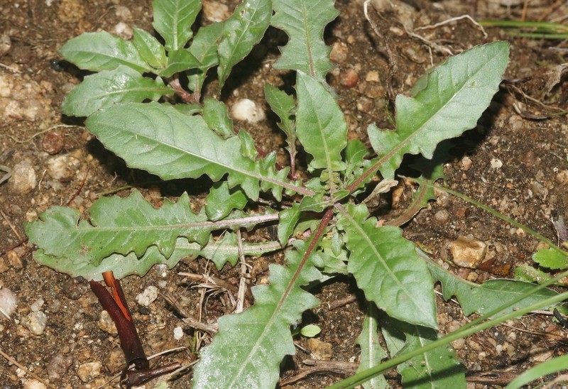 Oenothera breedlovei