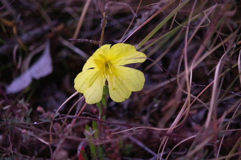 Oenothera breedlovei photo 3