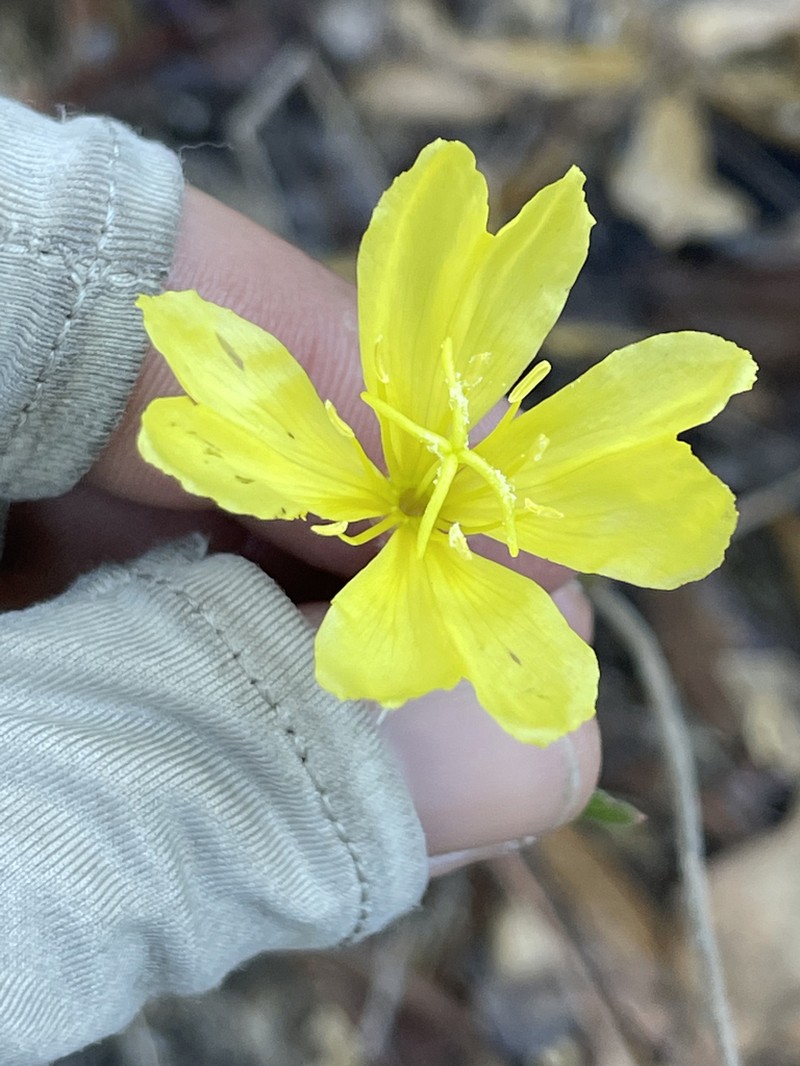 Oenothera breedlovei photo 4