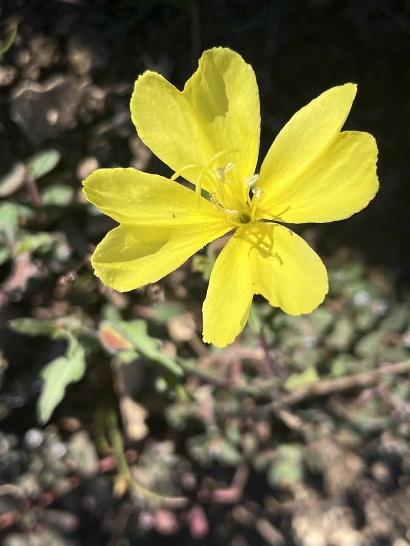 Oenothera breedlovei photo 5