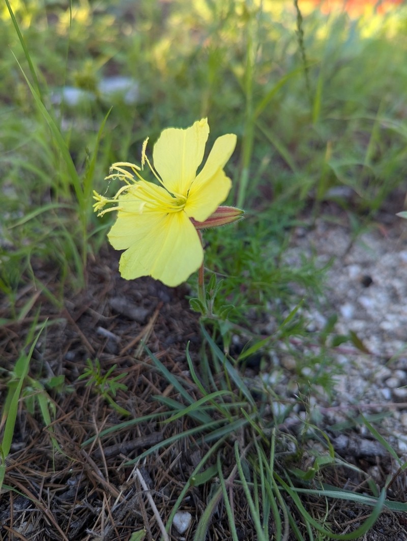 Oenothera breedlovei photo 6
