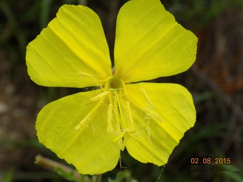 Oenothera breedlovei photo 7