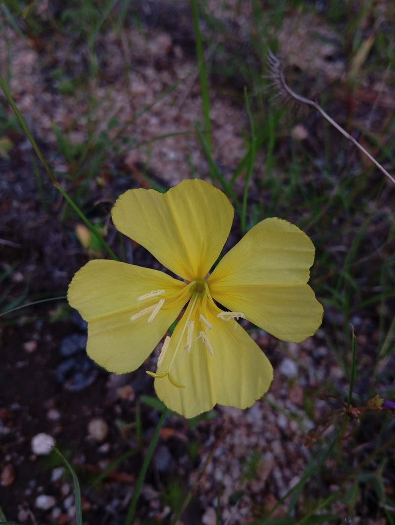 Oenothera breedlovei photo 8