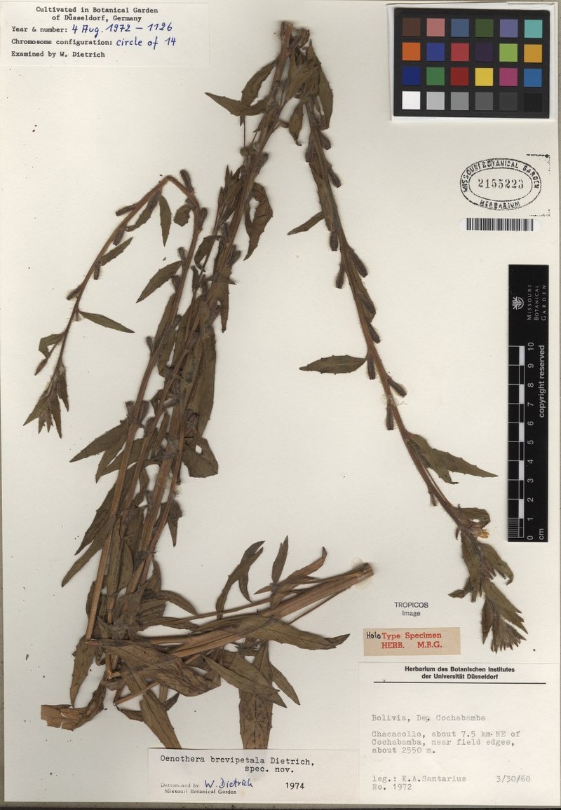 Oenothera brevipetala