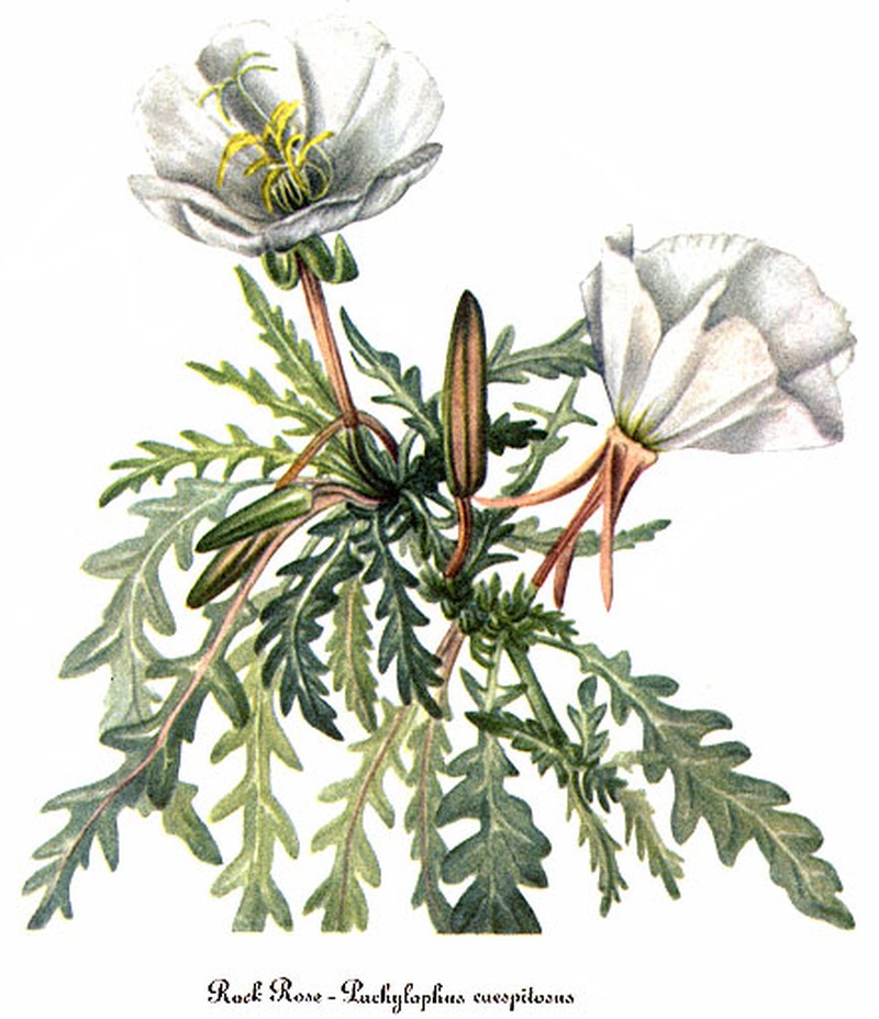 Tufted Evening Primrose photo 2