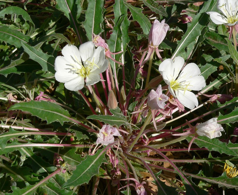Tufted Evening Primrose photo 3