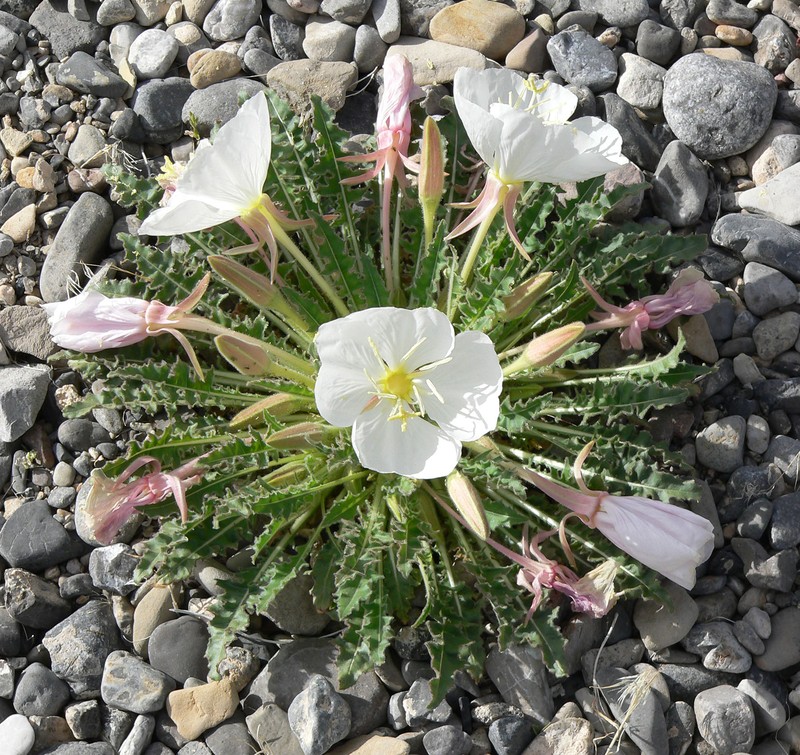 Tufted Evening Primrose