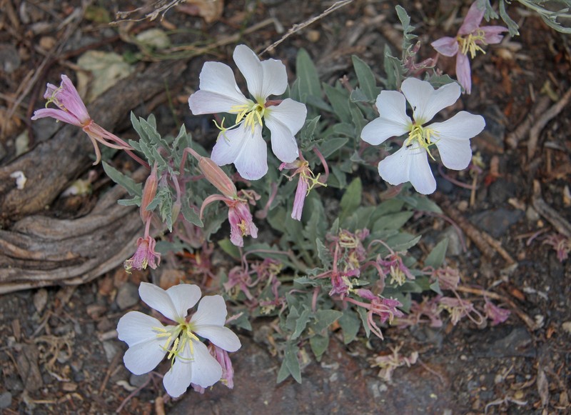 Tufted Evening Primrose photo 6