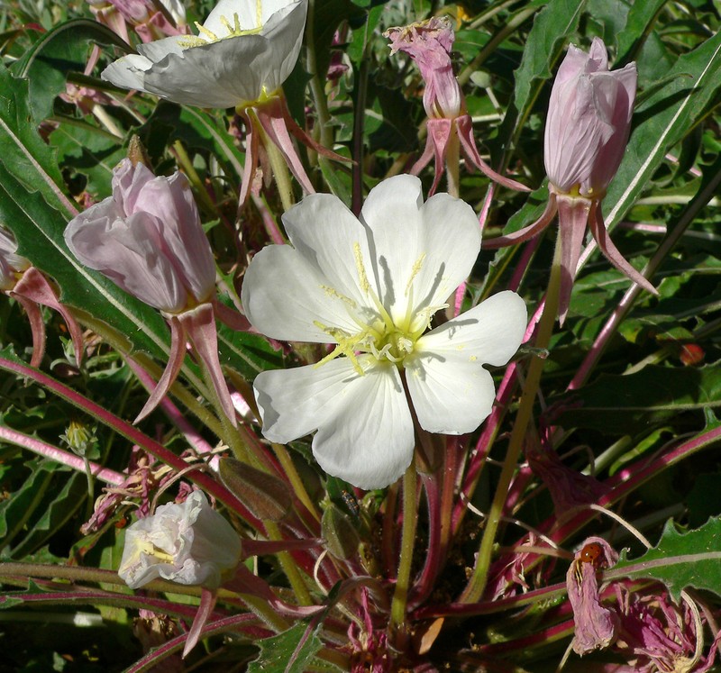 Tufted Evening Primrose photo 6