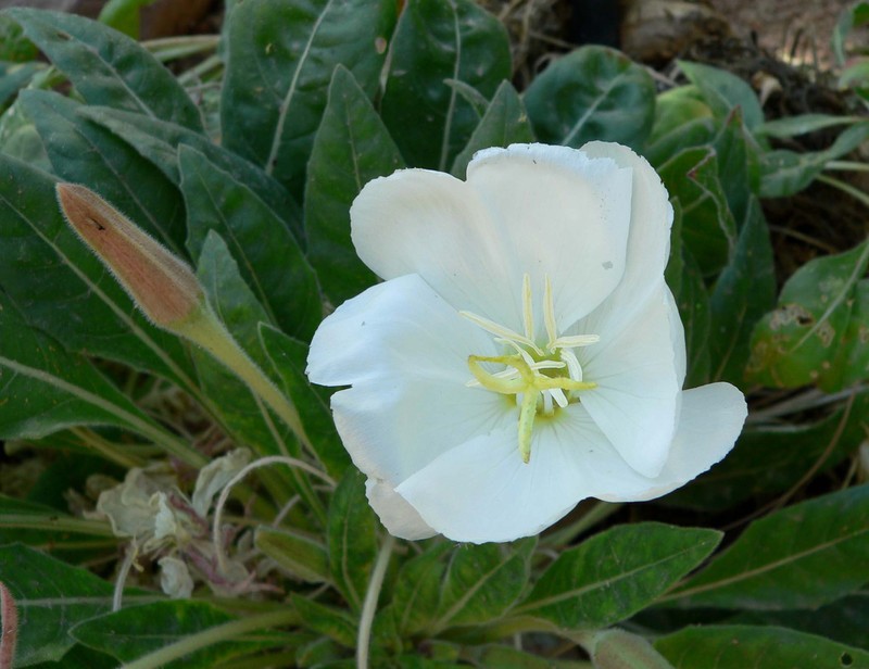 Tufted Evening Primrose photo 7