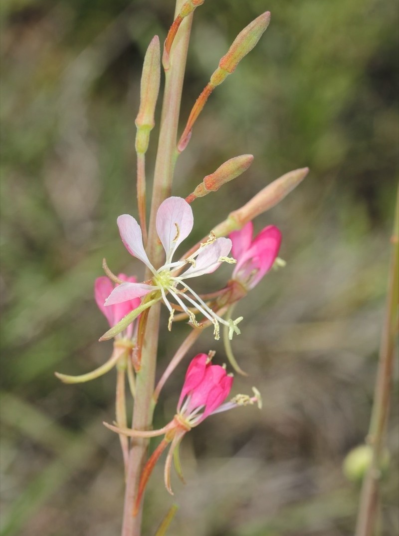Texas Beeblossom
