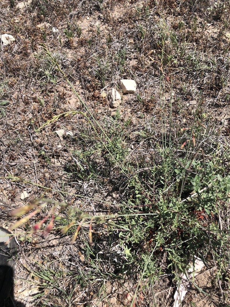 Texas Beeblossom photo 2