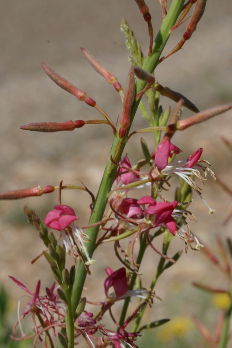 Texas Beeblossom photo 3