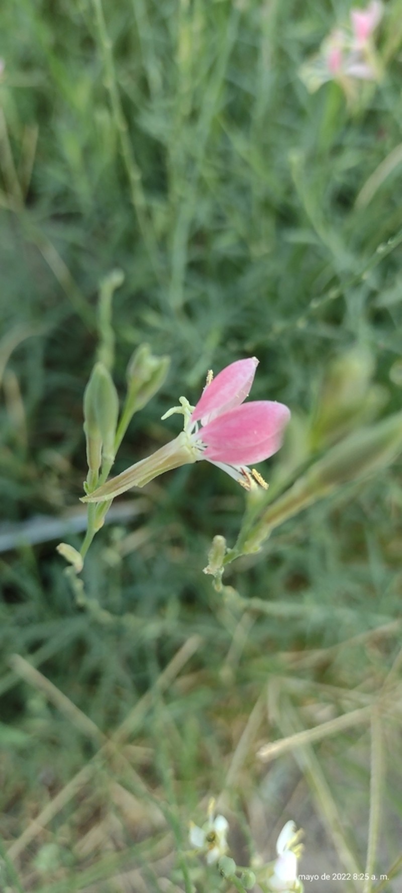 Texas Beeblossom photo 4