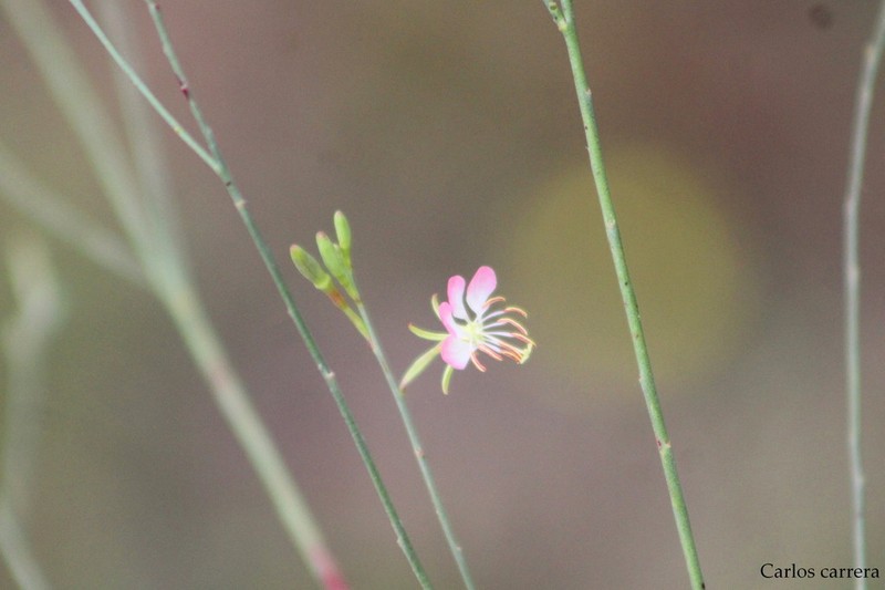 Texas Beeblossom photo 5