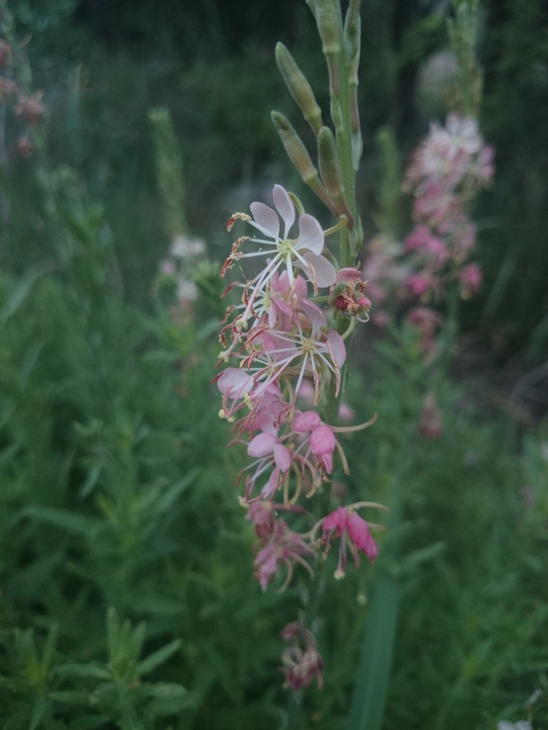 Texas Beeblossom photo 7