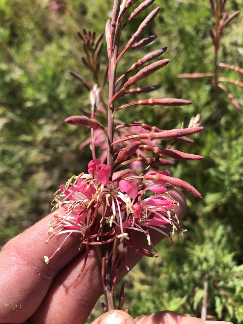 Texas Beeblossom photo 8