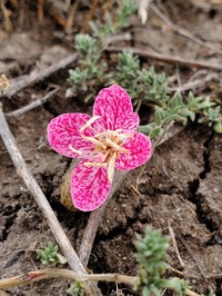 Spotted Evening Primrose
