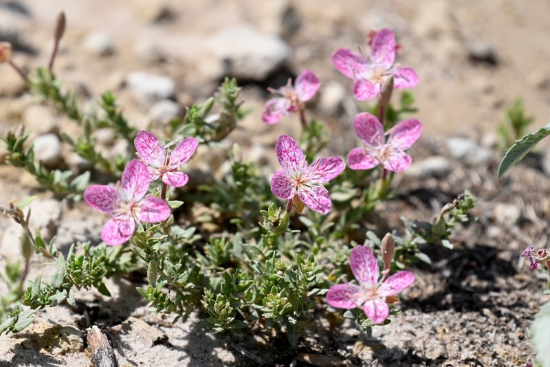 Spotted Evening Primrose photo 2