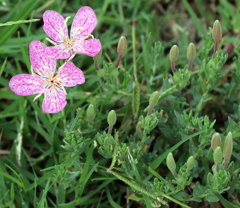 Spotted Evening Primrose photo 3