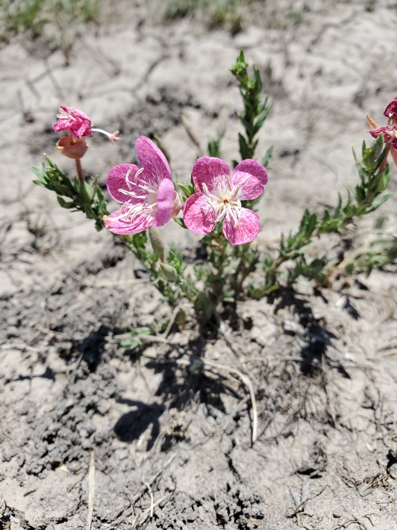 Spotted Evening Primrose photo 4