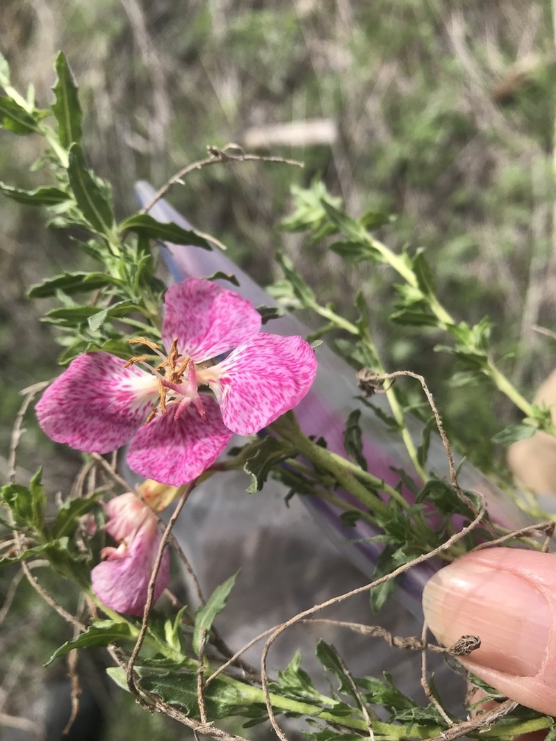 Spotted Evening Primrose photo 5