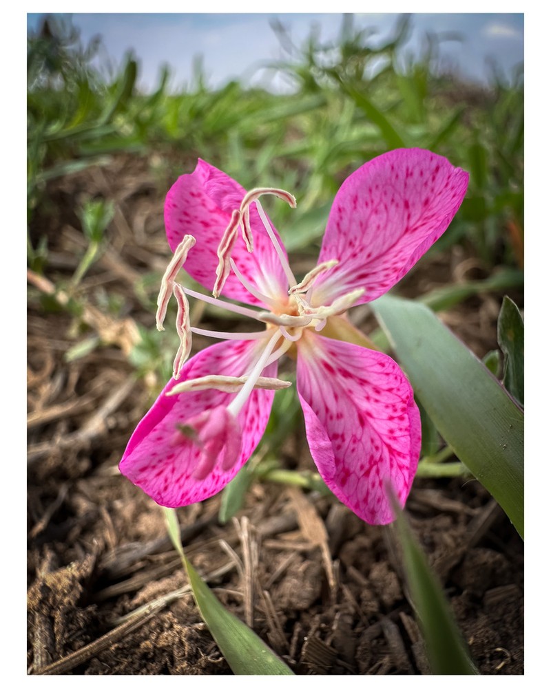 Spotted Evening Primrose photo 6