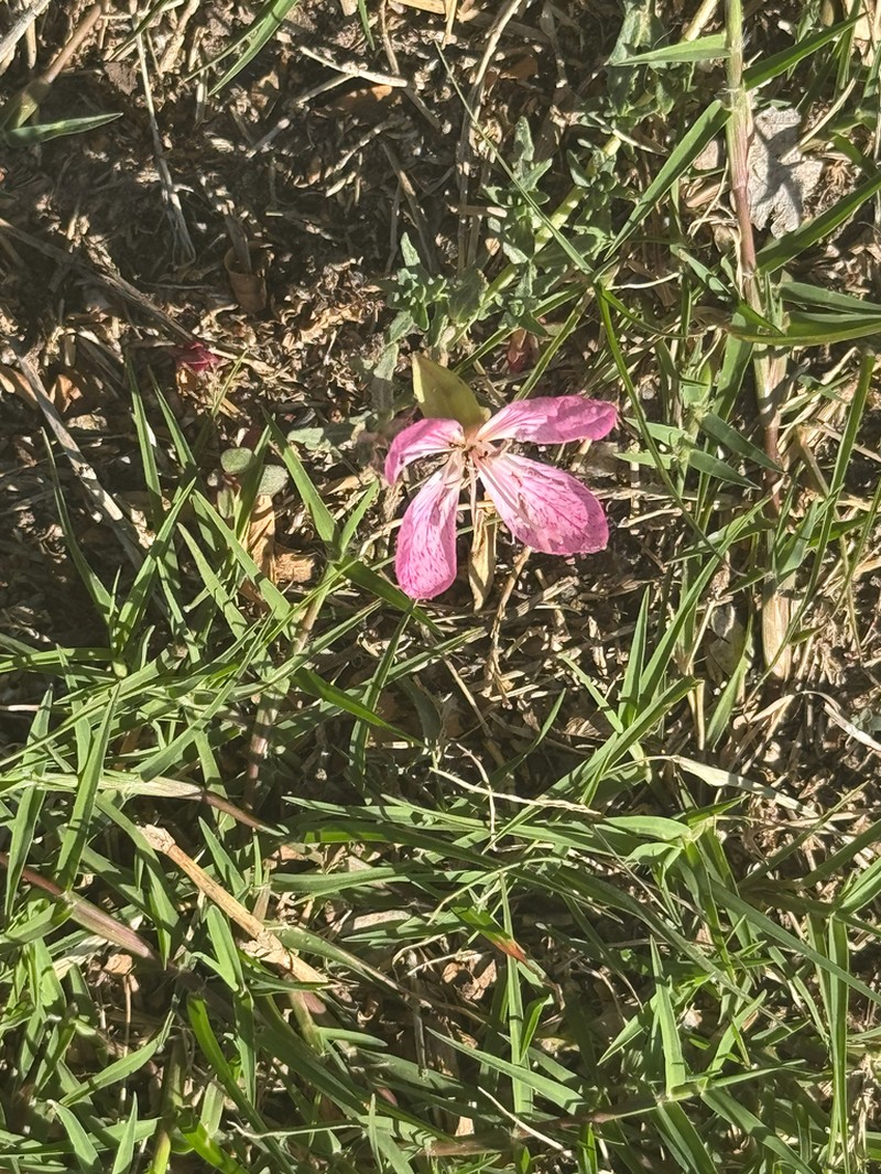 Spotted Evening Primrose photo 7