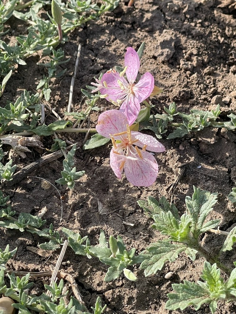 Spotted Evening Primrose photo 8