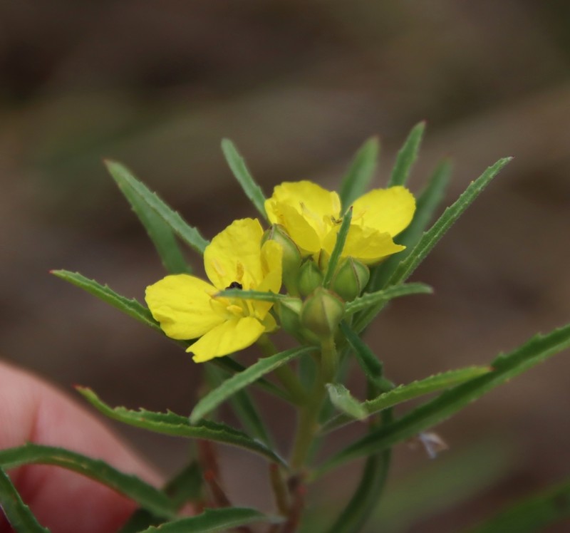 Oenothera capillifolia