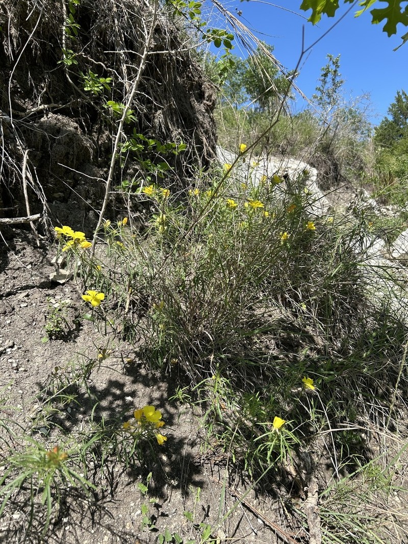 Oenothera capillifolia photo 2