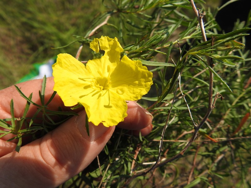 Oenothera capillifolia photo 3