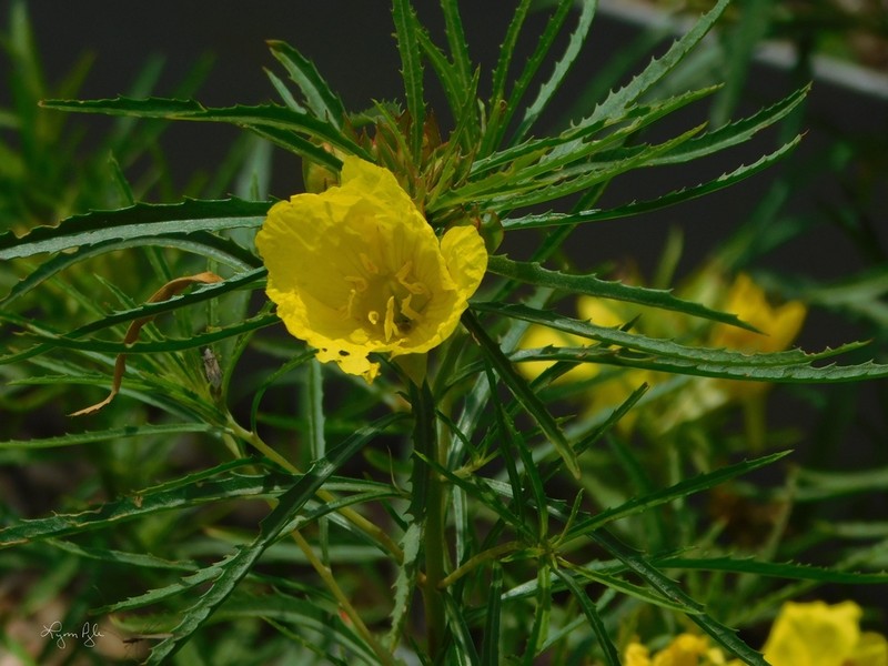 Oenothera capillifolia photo 4