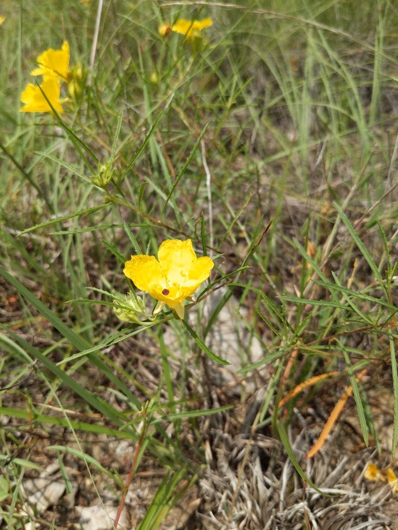 Oenothera capillifolia photo 5