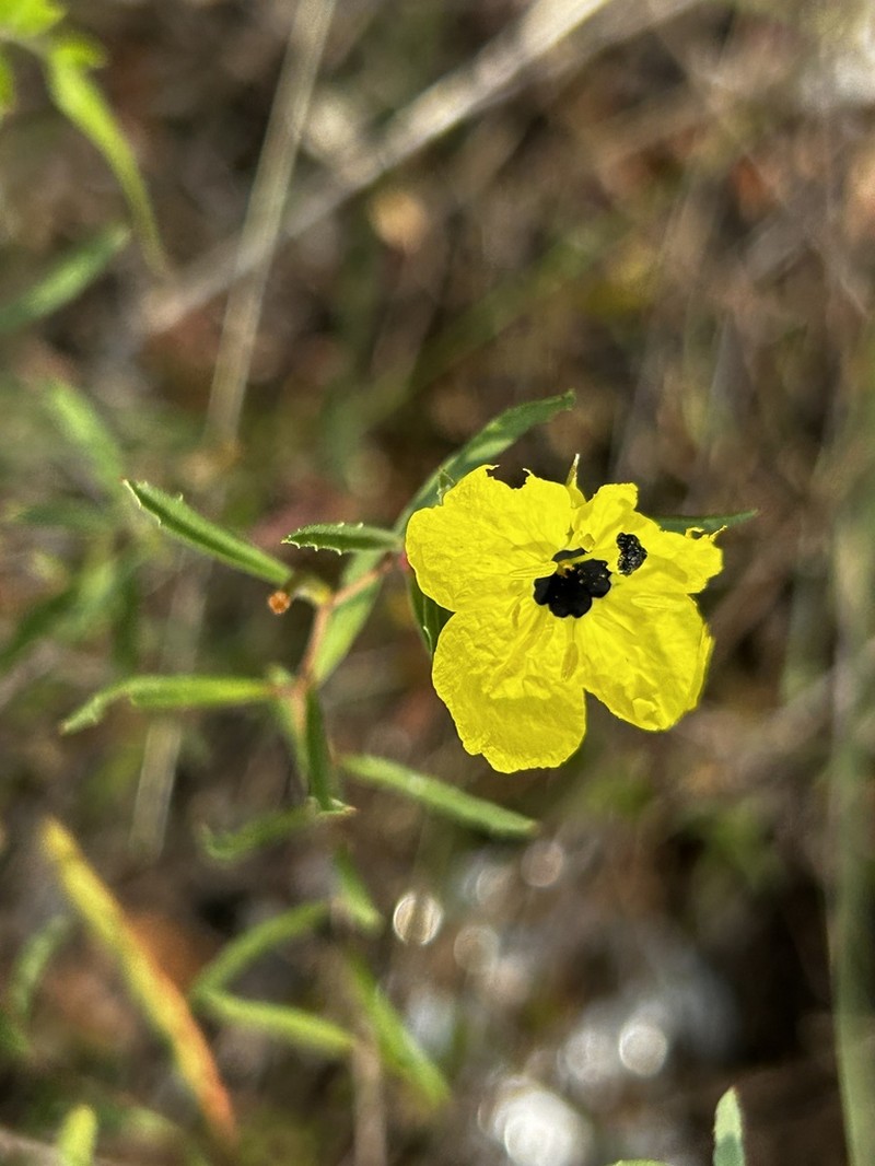 Oenothera capillifolia photo 6